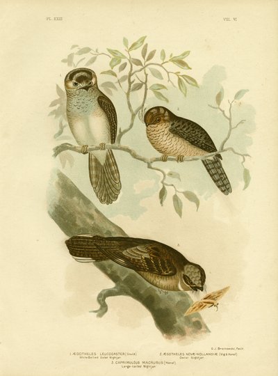 White-Bellied Owlet Nightjar Or Moth Owl, 1891 by Gracius Broinowski